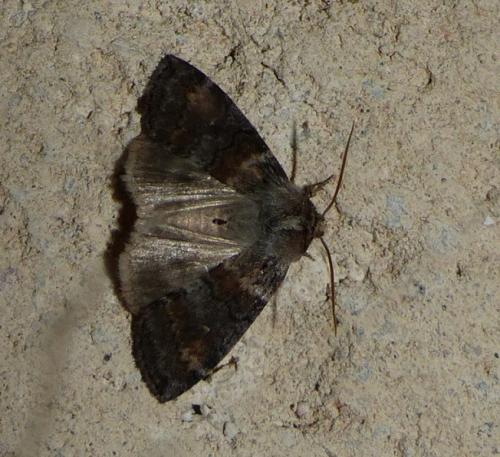 Réf. 263 271 : Cymatophorina diluta
